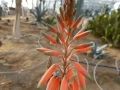 Aloe X grassie lassie en fleur