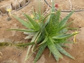 Aloe abyssinica