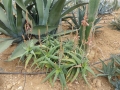 Aloe acutissima