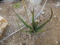 Aloe alfredii