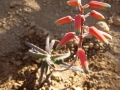Aloe antandroi en fleur