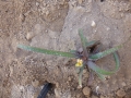 Aloe belavenokensis