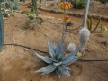 Aloe capitata (2)