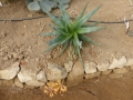 Aloe capitata v.angavoana