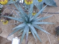 Aloe capitata v.antogona