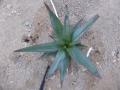 Aloe capitata v.cipolinicola
