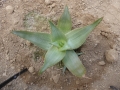 Aloe deltoideodonta v.fallax