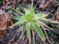 Aloe ecklonis