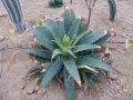 Aloe greatheadii v.daryana