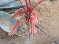 Aloe imalotensis v. longeracemosa