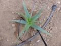 Aloe mandotoensis