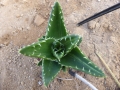 Aloe mitriformis inermo variegata