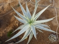 Aloe parvibracteata variegata