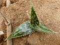 Aloe pirottae