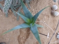 Aloe praetermissa