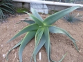 Aloe pseudorubroviolacea