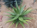 Aloe secundiflora