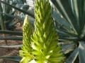 Aloe garipensis 1_redimensionner