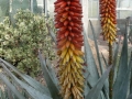 Aloe petricola 4_redimensionner