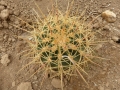 Ferocactus alamosanus