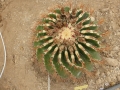 Ferocactus cylindraceus v.rostii