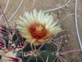 ferocactus rectispinus fleur