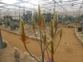 Aloe cryptopoda