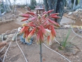 Aloe hoffmannii