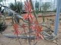 Aloe manandonae